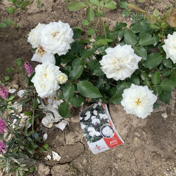 превью изображения отзыва