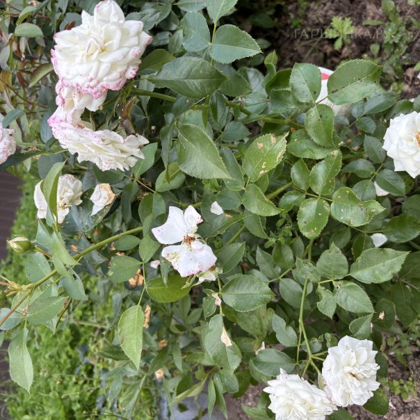 превью изображения отзыва