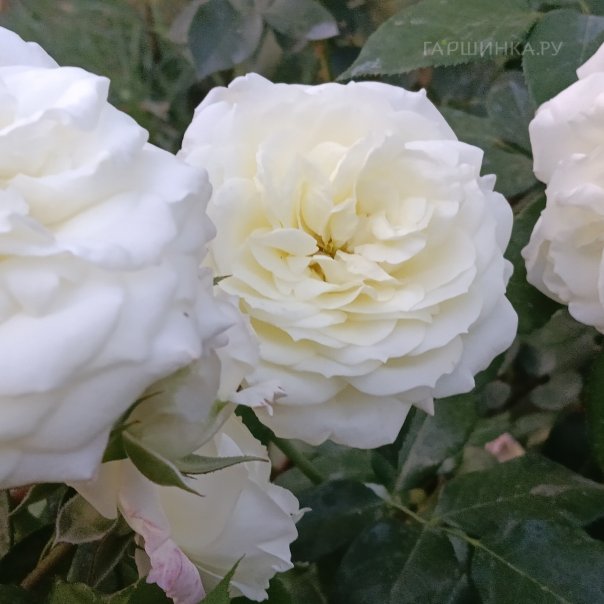 превью изображения отзыва