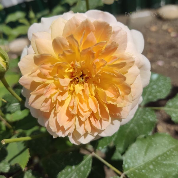 превью изображения отзыва