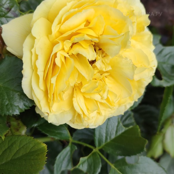 превью изображения отзыва