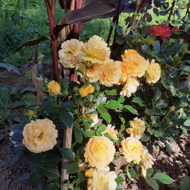 превью изображения отзыва