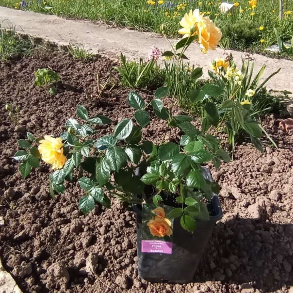 превью изображения отзыва