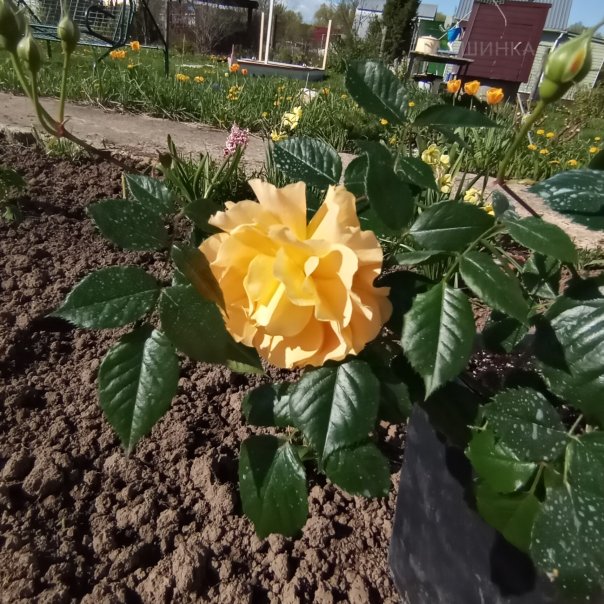 превью изображения отзыва