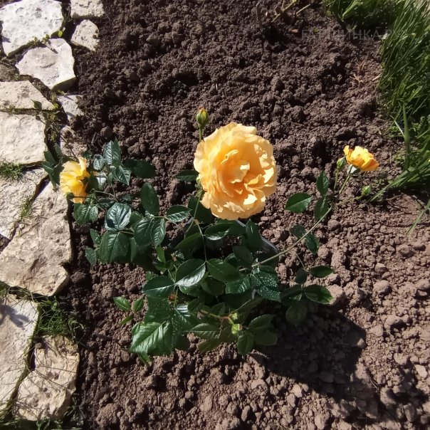 превью изображения отзыва