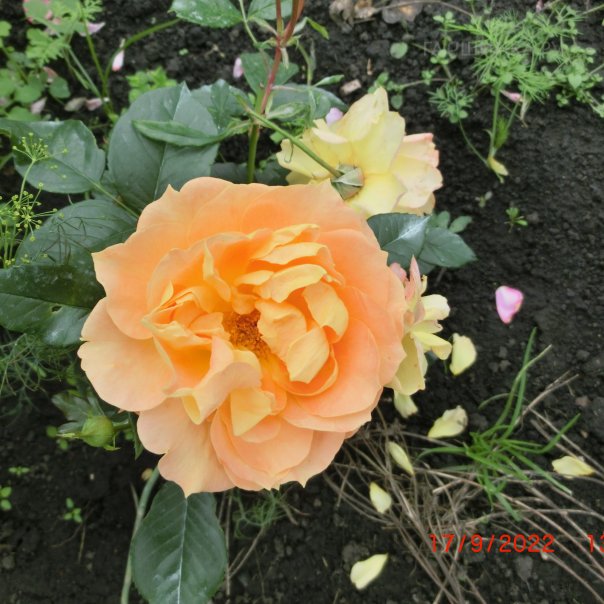 превью изображения отзыва