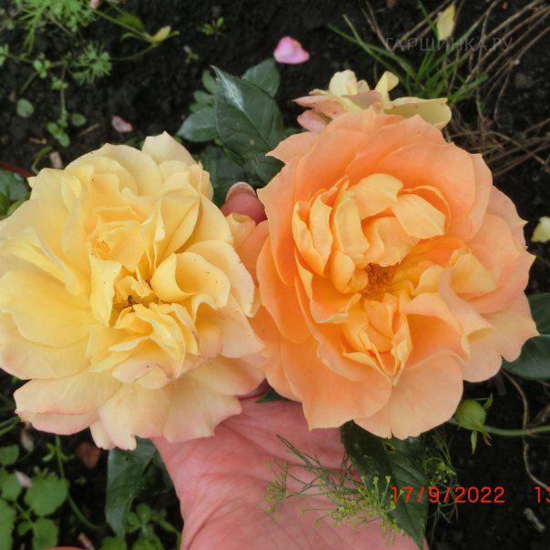 превью изображения отзыва