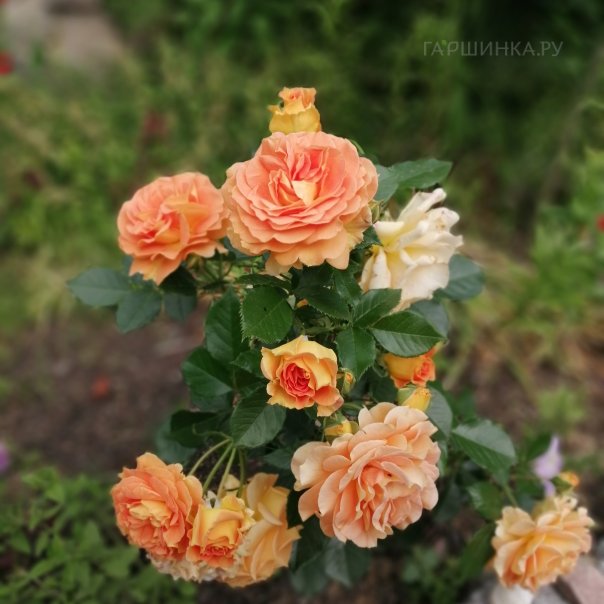 превью изображения отзыва