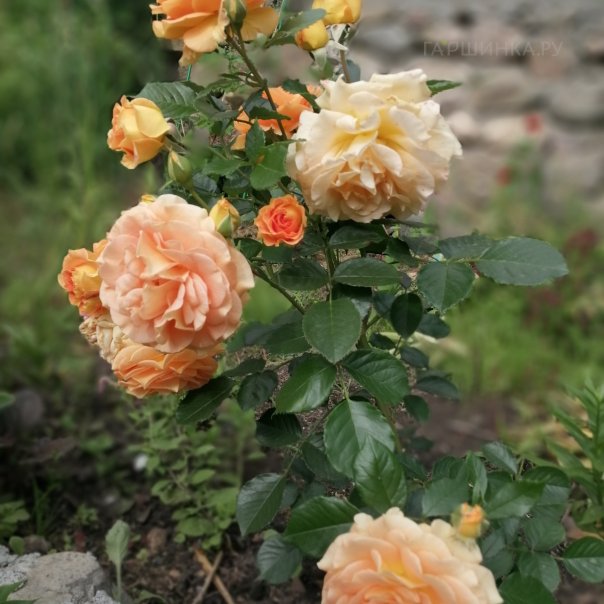 превью изображения отзыва