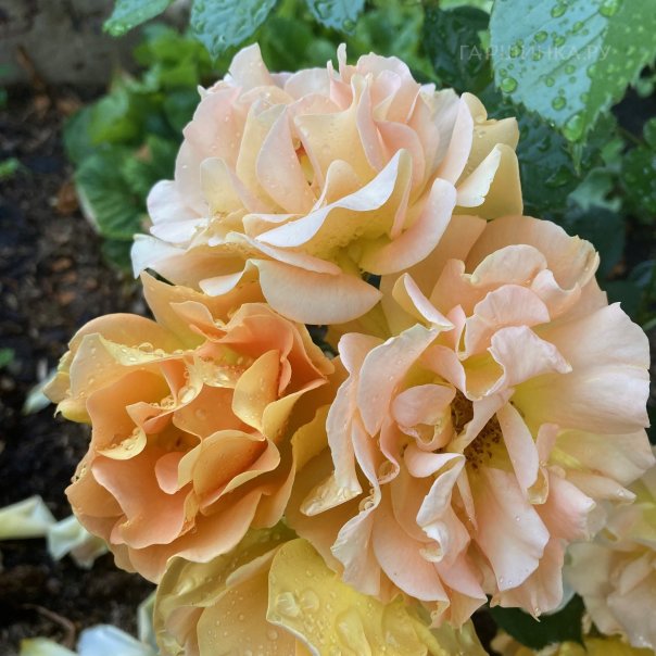 превью изображения отзыва