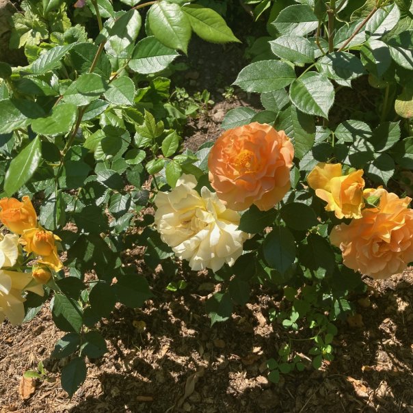 превью изображения отзыва