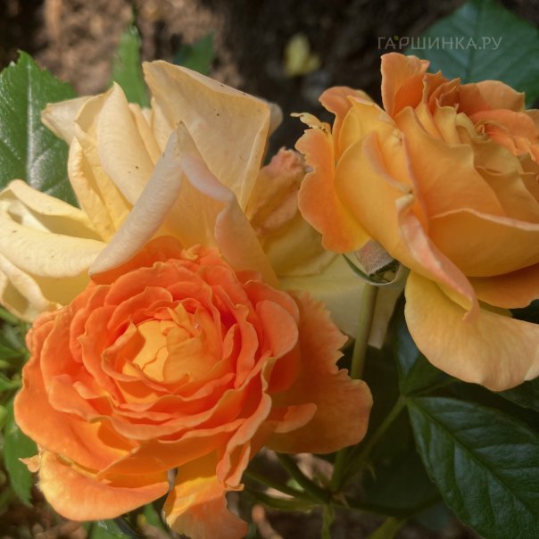 превью изображения отзыва