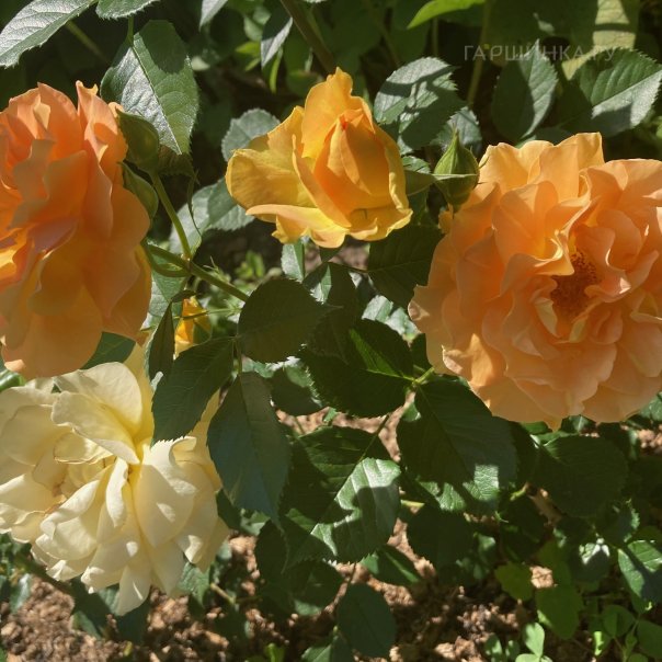 превью изображения отзыва