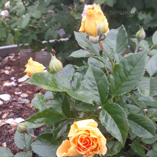 превью изображения отзыва