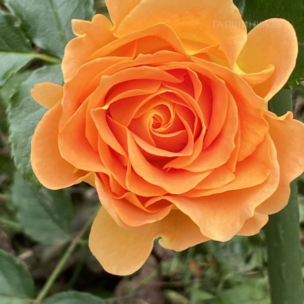 превью изображения отзыва