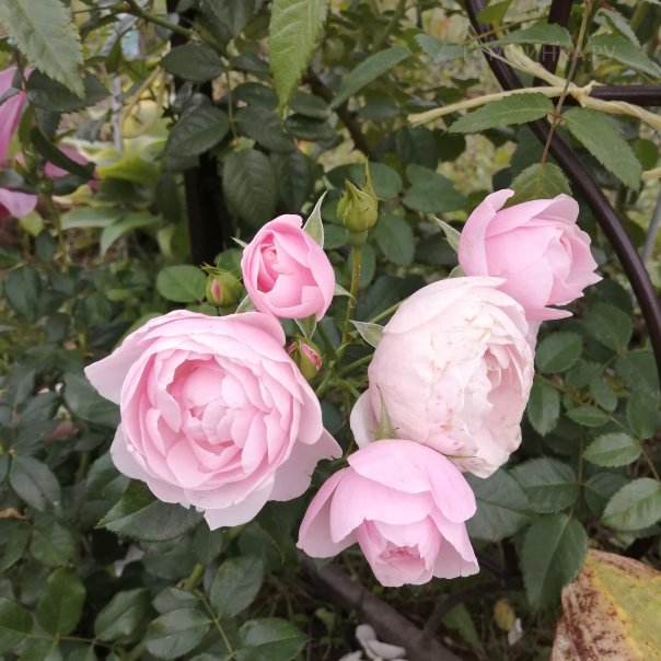 превью изображения отзыва