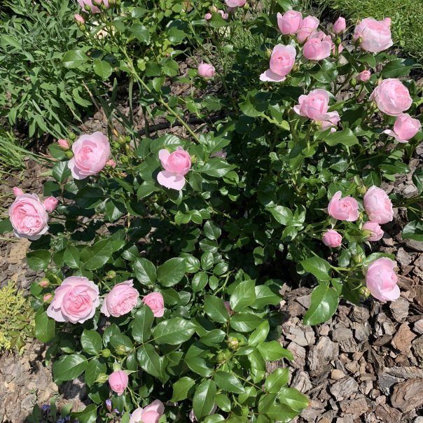 превью изображения отзыва