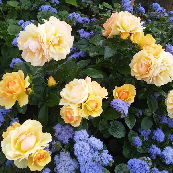 превью изображения отзыва