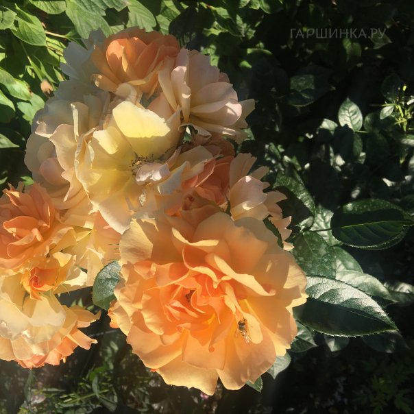 превью изображения отзыва