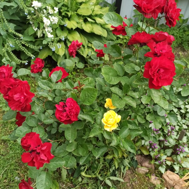 превью изображения отзыва