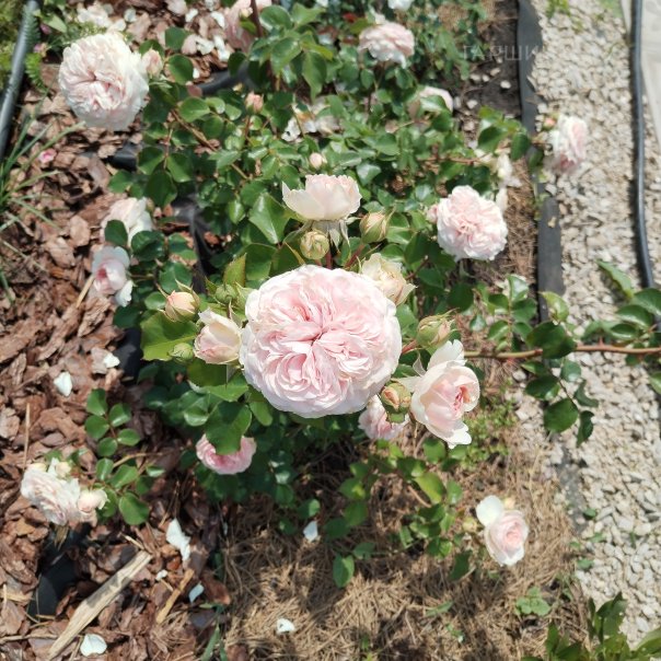 превью изображения отзыва