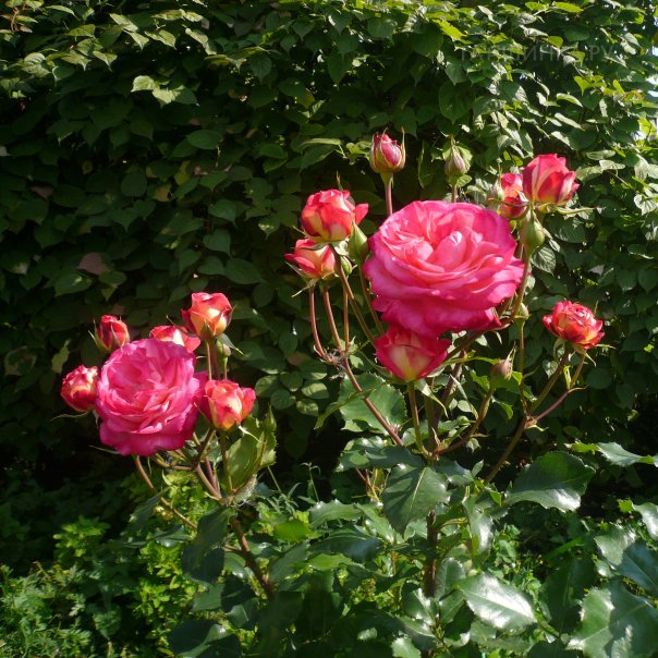 превью изображения отзыва