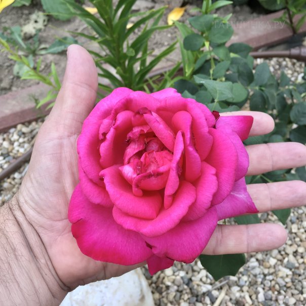 превью изображения отзыва