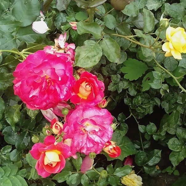 превью изображения отзыва