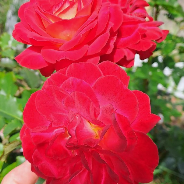 превью изображения отзыва