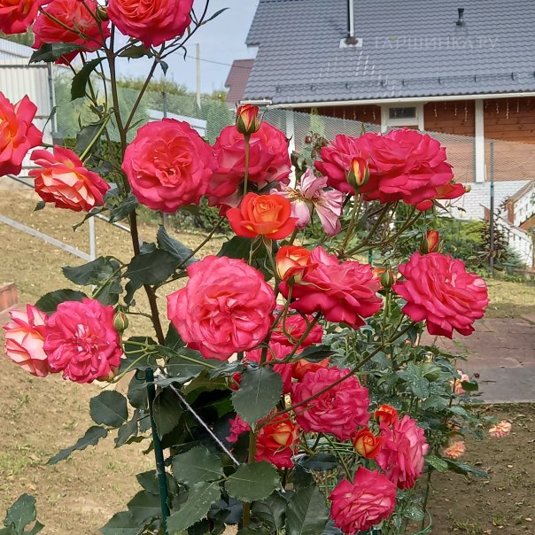 превью изображения отзыва