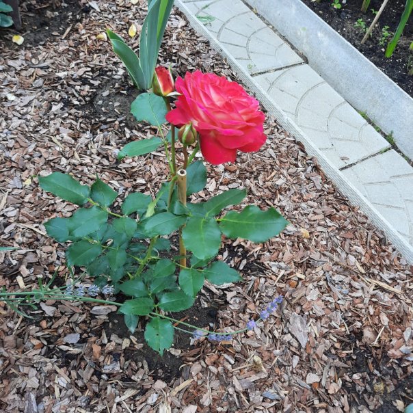 превью изображения отзыва