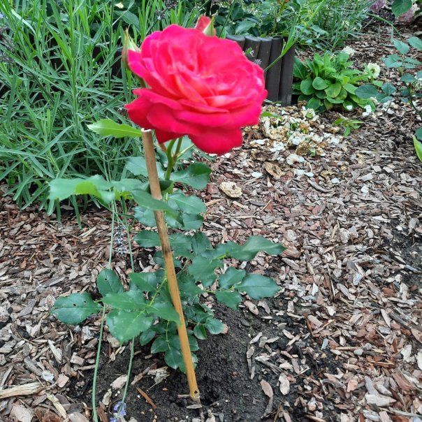 превью изображения отзыва