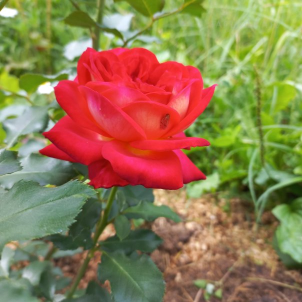 превью изображения отзыва