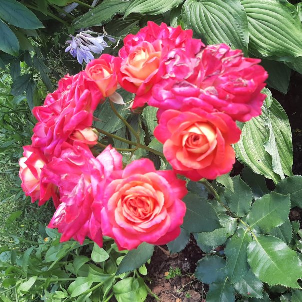 превью изображения отзыва