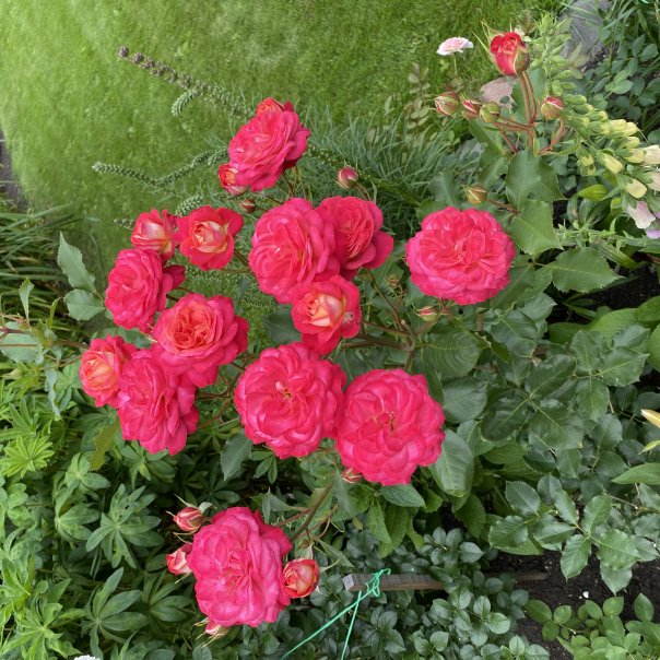 превью изображения отзыва