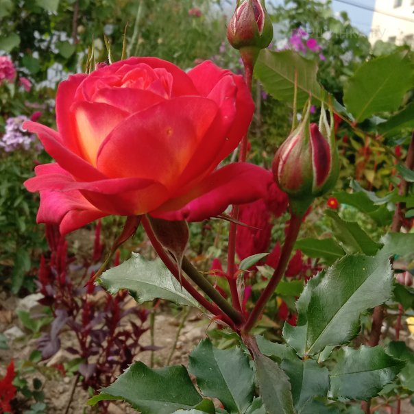 превью изображения отзыва