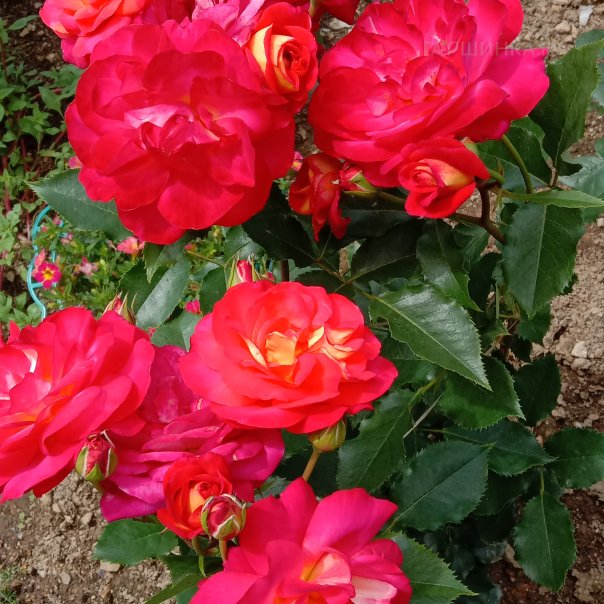 превью изображения отзыва