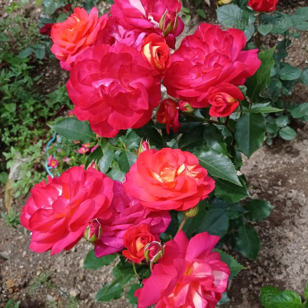 превью изображения отзыва