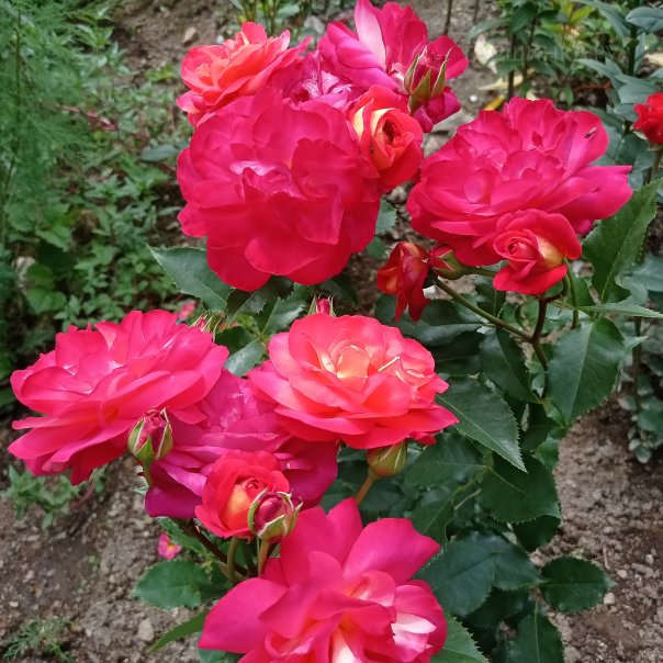 превью изображения отзыва