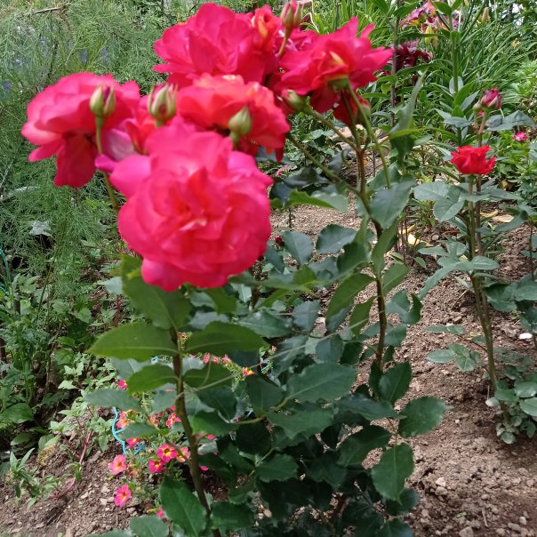 превью изображения отзыва