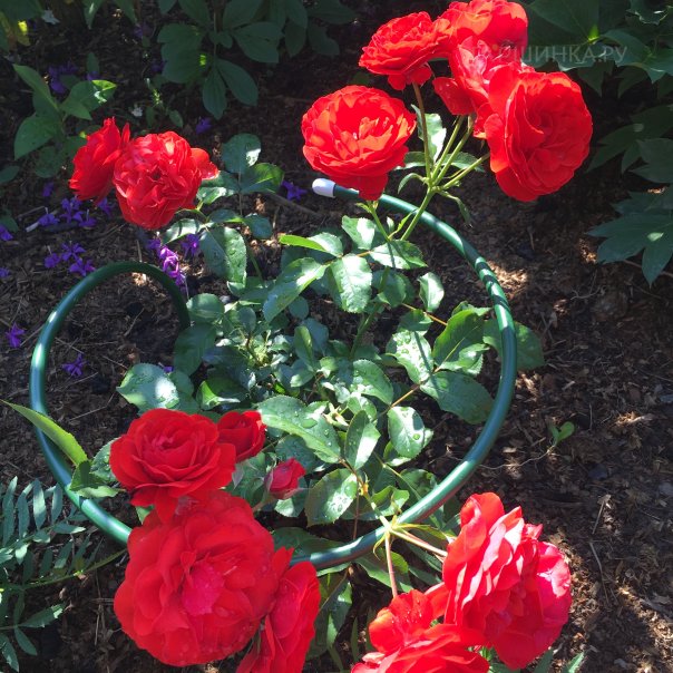 превью изображения отзыва