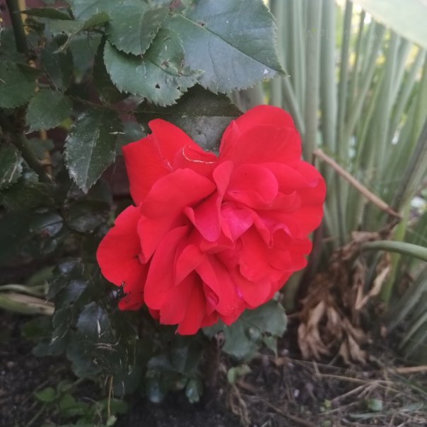 превью изображения отзыва