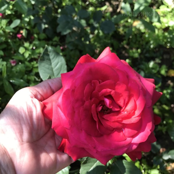 превью изображения отзыва