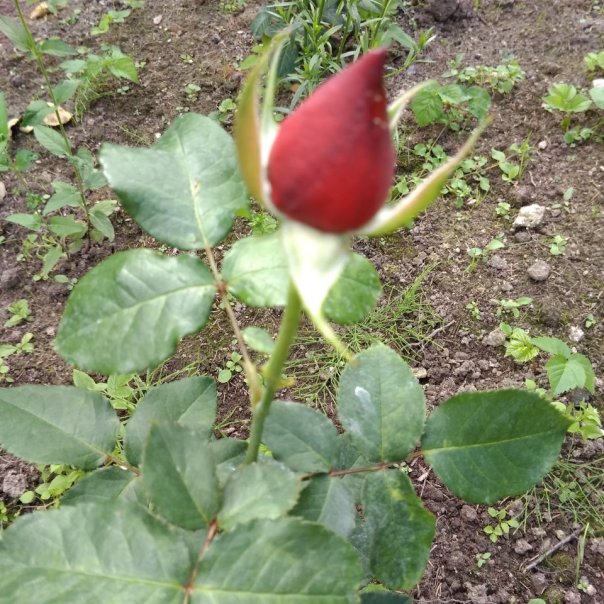 превью изображения отзыва