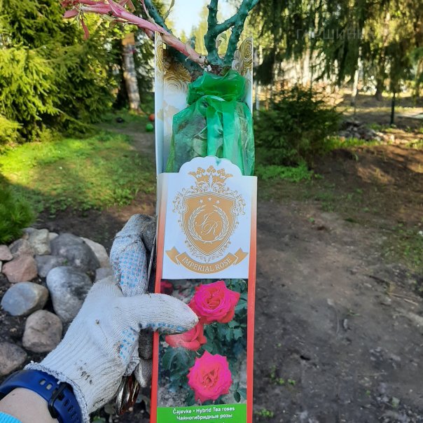 превью изображения отзыва