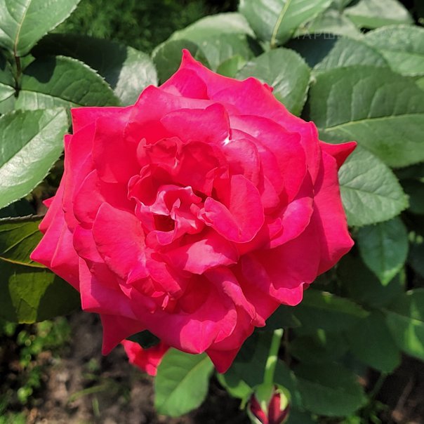 превью изображения отзыва