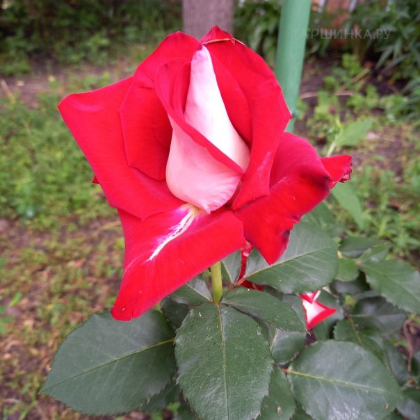 превью изображения отзыва