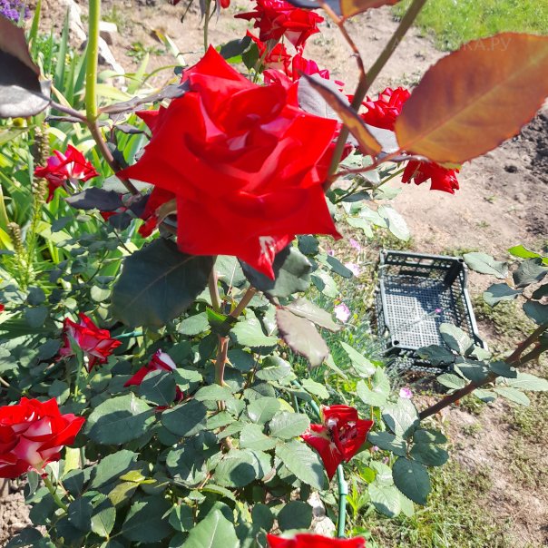 превью изображения отзыва