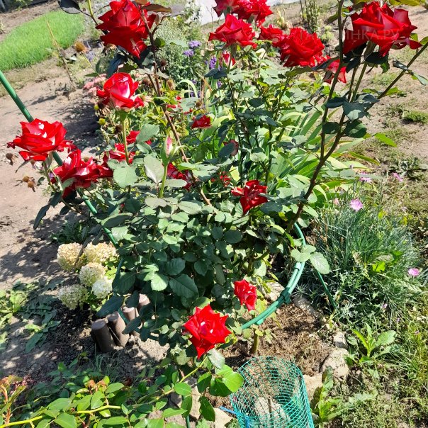 превью изображения отзыва