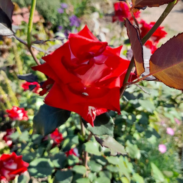 превью изображения отзыва